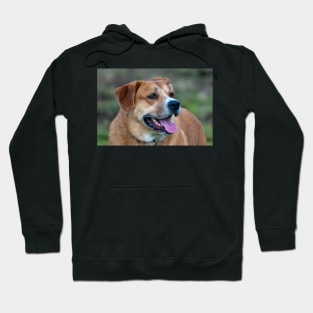 Looking for You Dog Hoodie